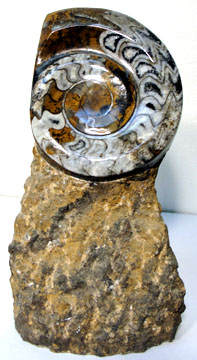 ammonite sclupture.jpg